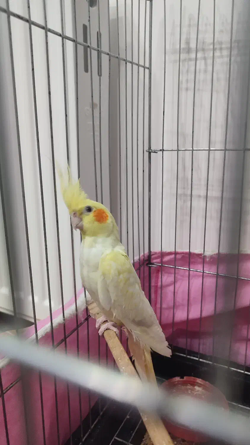 عروس هلندی|پرنده|قم, شهرک سازمان آب|دیوار