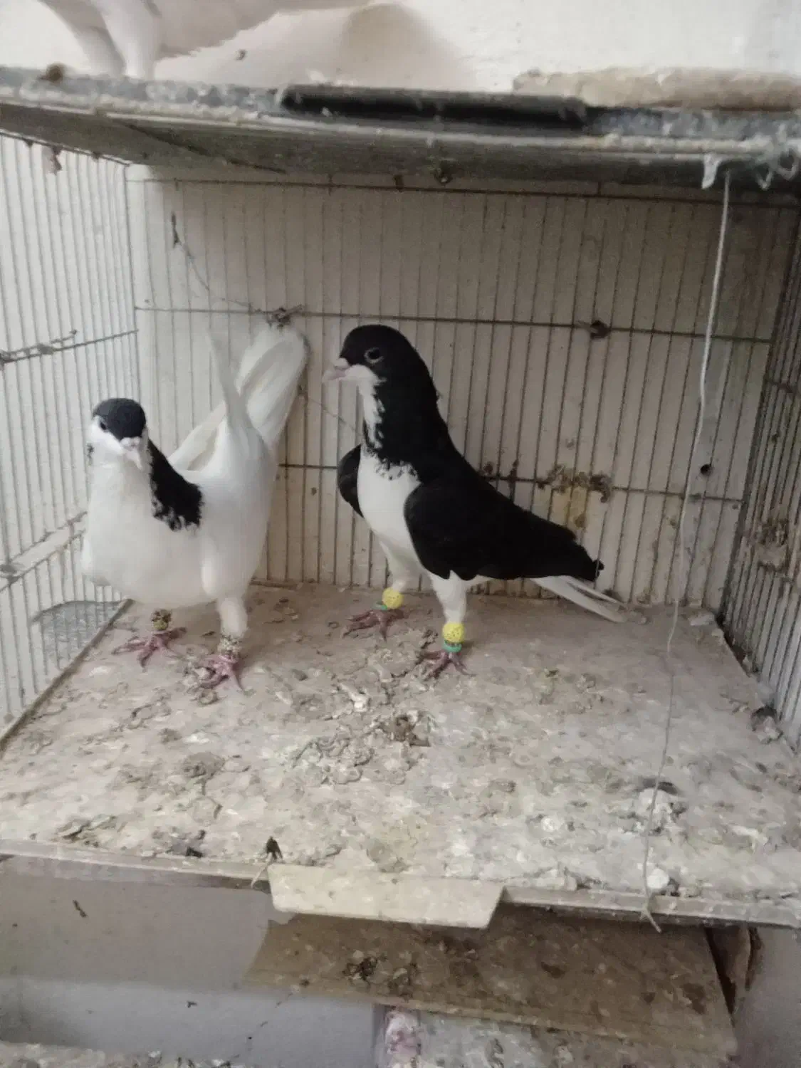 دوجفت سیاه پوش|پرنده|قزوین, |دیوار