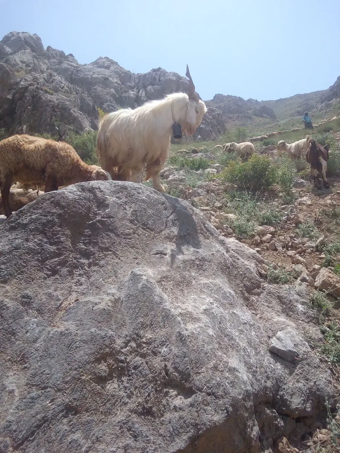 یکعددبزنر|حیوانات مزرعه|سنقر, |دیوار