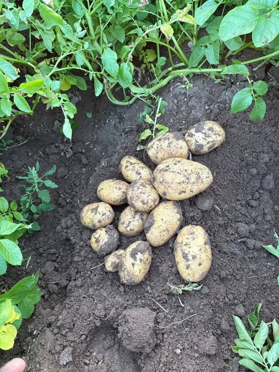 سیب زمینی رانومی و سیفرا بذر خوراکی۴۰۲|خدمات باغبانی و درختکاری|لالجین, |دیوار