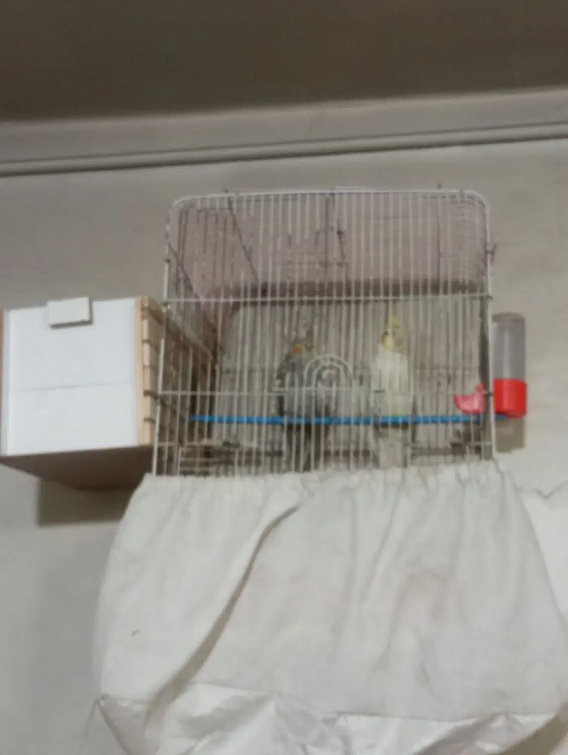 یه جفت عروس هلندی با قفس و لوازماتش|پرنده|تهران, بیسیم|دیوار