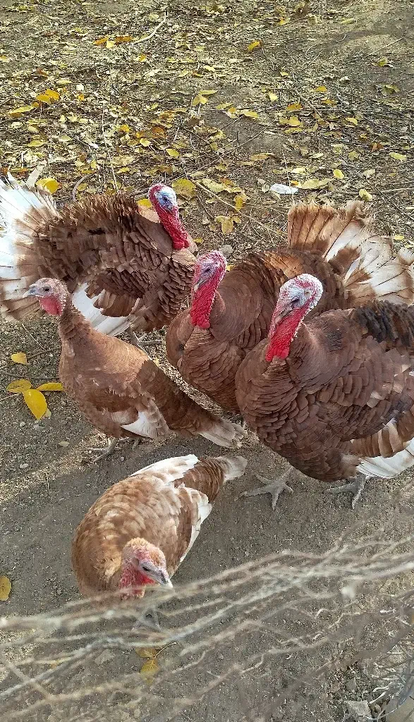 فروش ۵ عدد بوقلمون محلی فقط از گیاه تغذیه کردن|حیوانات مزرعه|لاجان, |دیوار