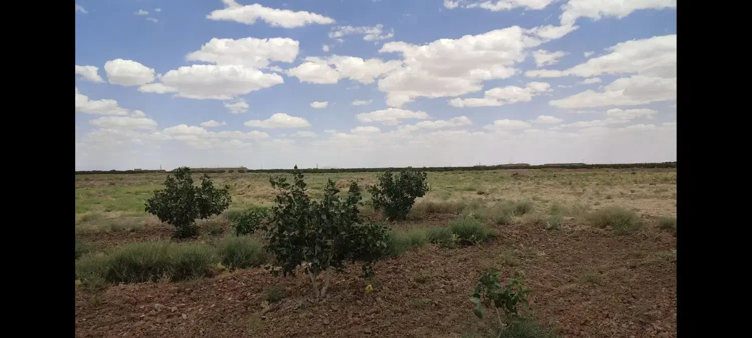 باغ پسته با ۱ساعت اب|فروش زمین و ملک کلنگی|تربتحیدریه, شهید بهشتی|دیوار