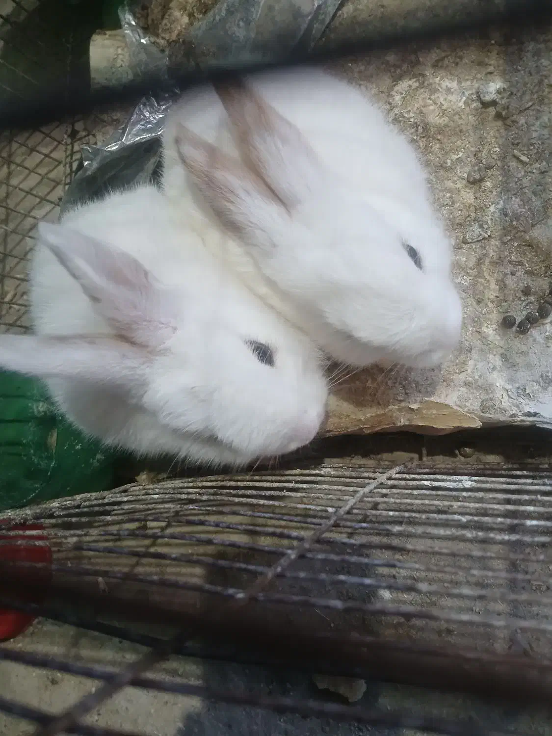 خرگوش|موش و خرگوش|هامون, |دیوار