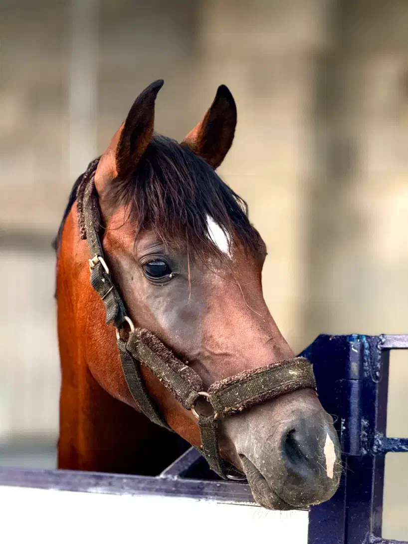 فروش اسب|اسب و تجهیزات اسب‌سواری|کازرون, |دیوار