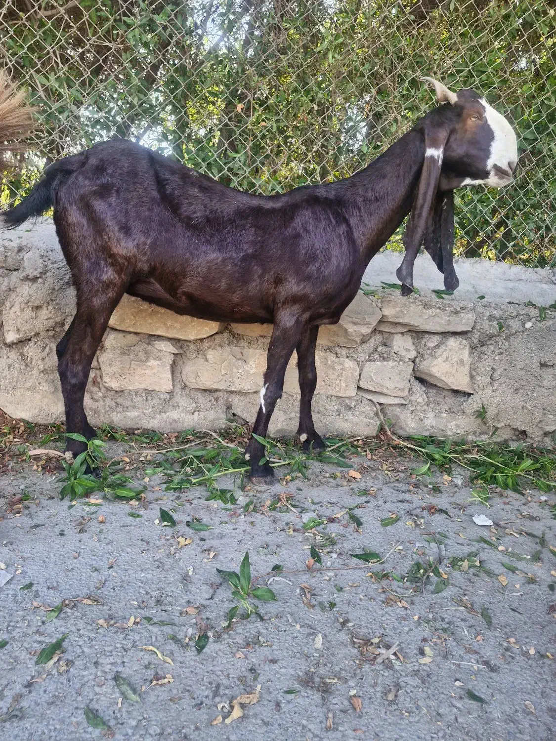 بزافغانی اصل دماغ طوطی زیرگلودارآبستن|حیوانات مزرعه|شوشتر, |دیوار