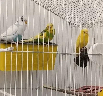 مرغ عشق|پرنده|ایلام, |دیوار