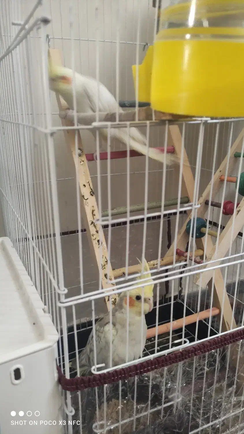 عروس هلندی مولد|پرنده|بجنورد, |دیوار