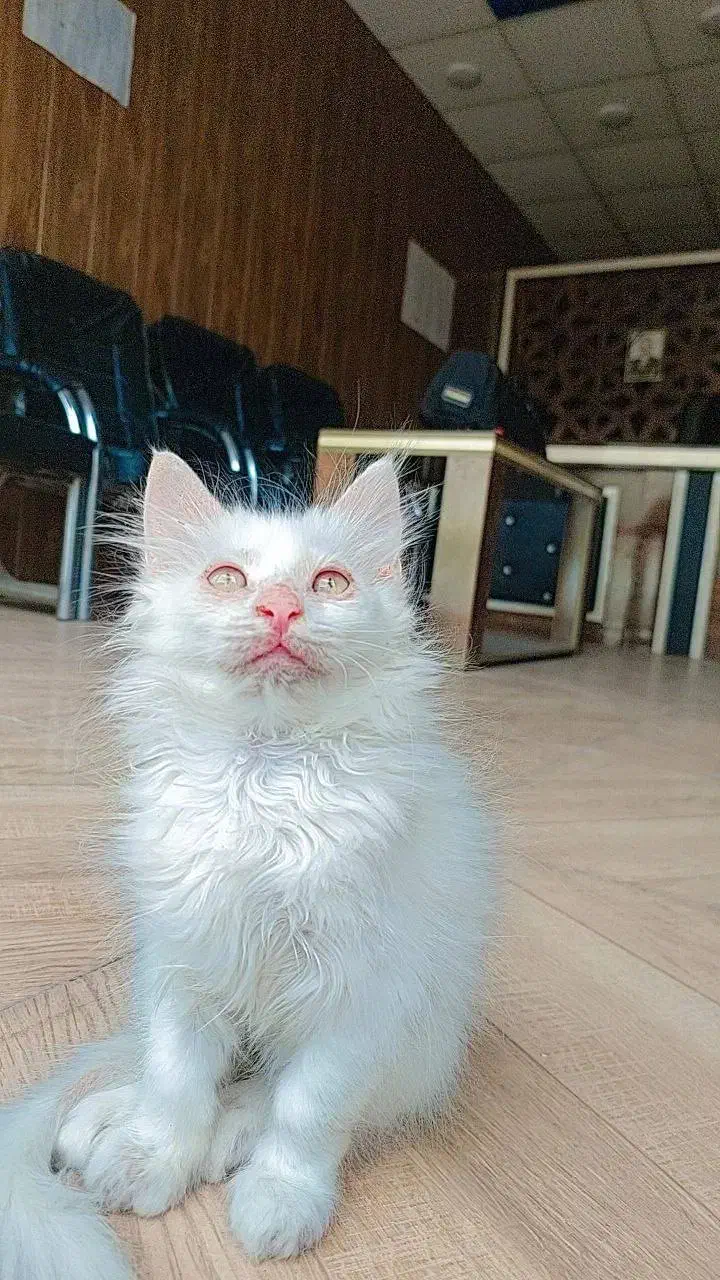 گربه پرشین|گربه|گنبد کاووس, |دیوار