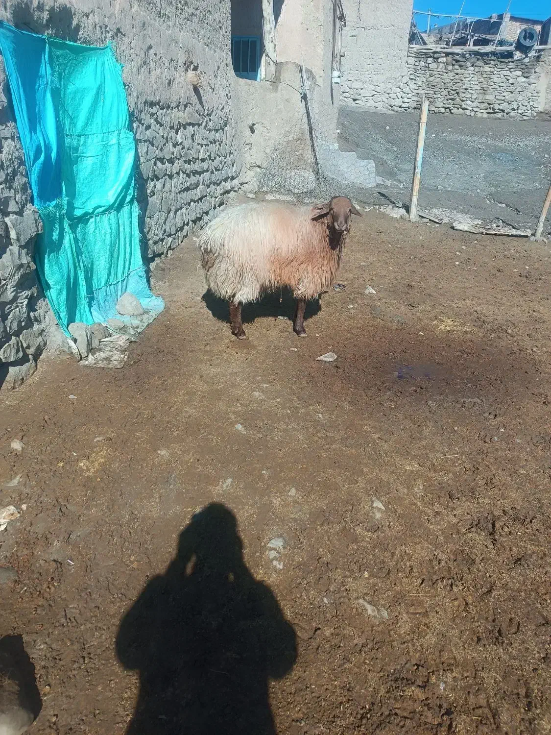 قوچ|حیوانات مزرعه|راز وجرگلان, |دیوار