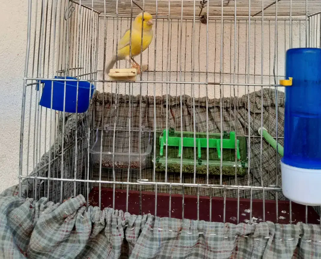 قناری رسمی معمولی قواره دار،قرص ،دیوانه کننده|پرنده|شهریار, شهریار|دیوار