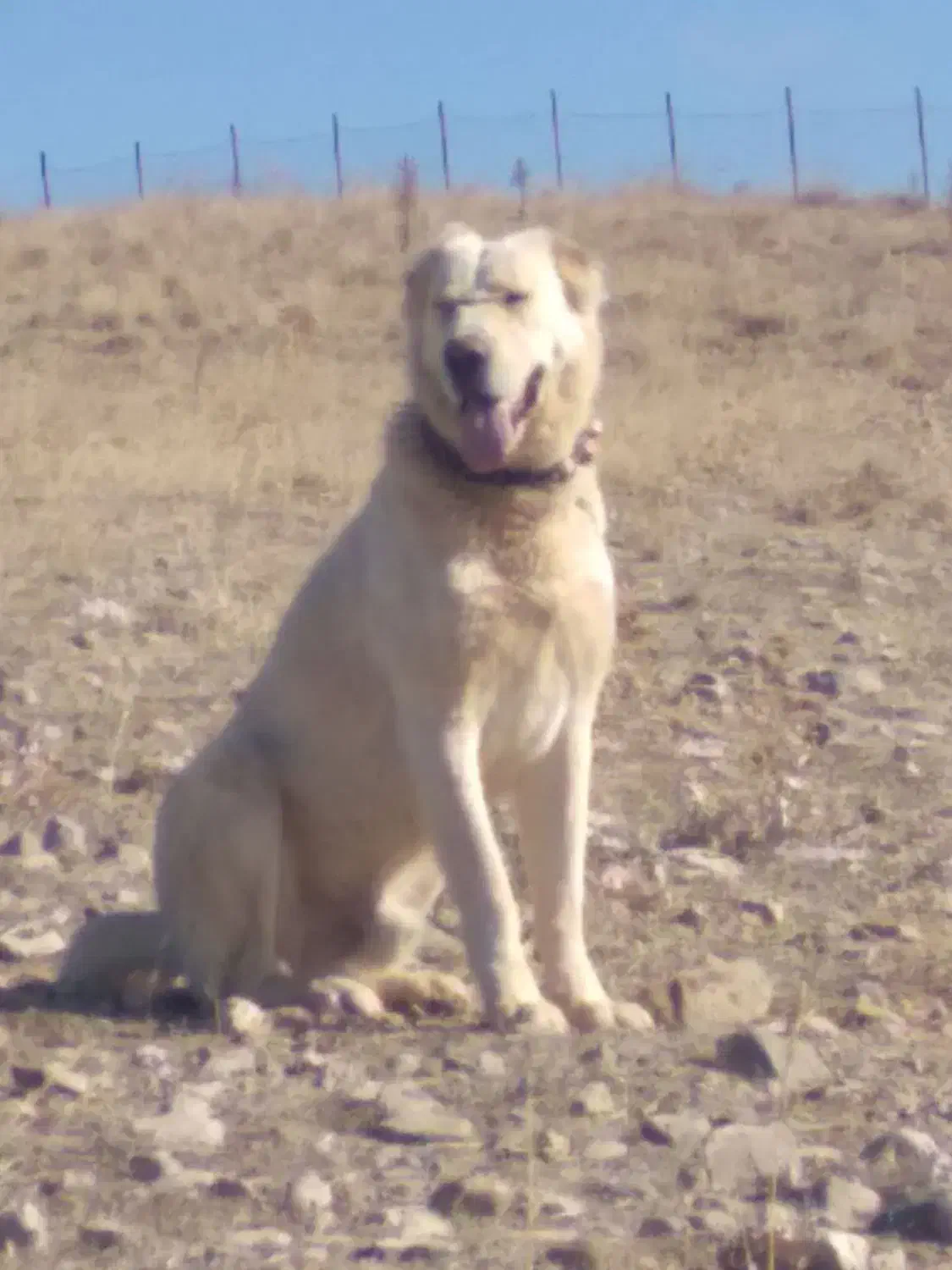 سگ‌گمشده‌‌هر‌کسی‌نشانه‌ی‌‌‌خبری‌بده‌مژدگانی‌‌محفوظ|سگ|شیروان (خراسان), |دیوار