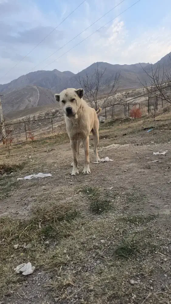 واگذاری سگ|سگ|ماکو, |دیوار