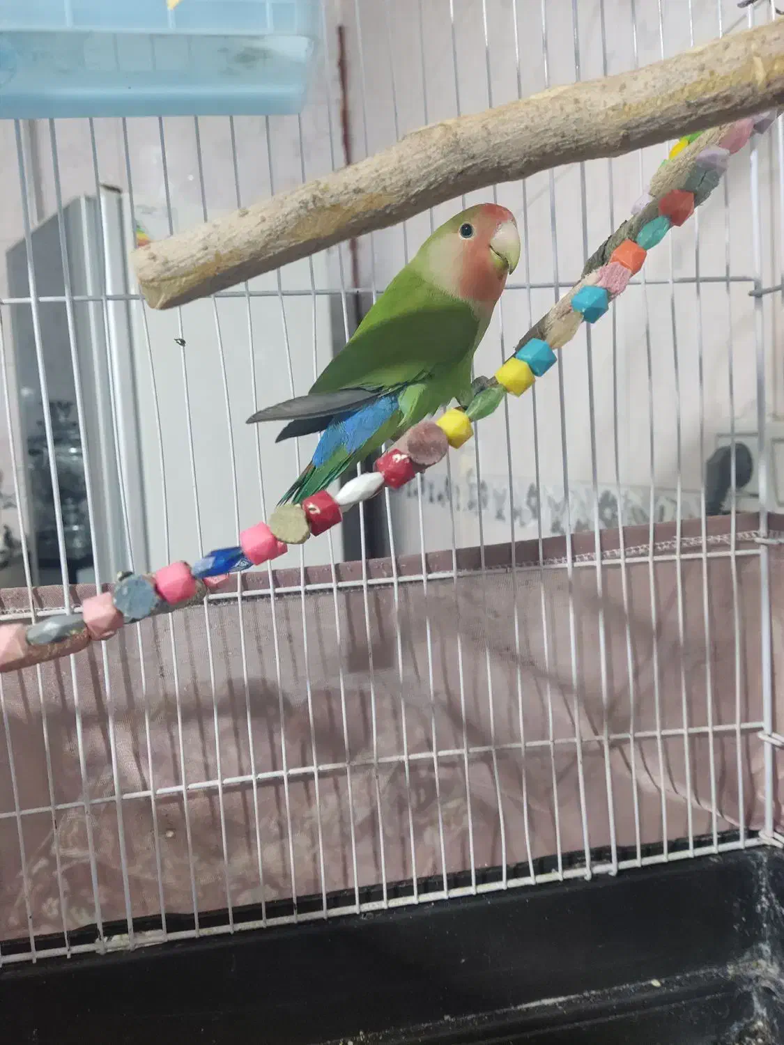 طوطی برزیلی سخنگو|پرنده|سنندج, |دیوار