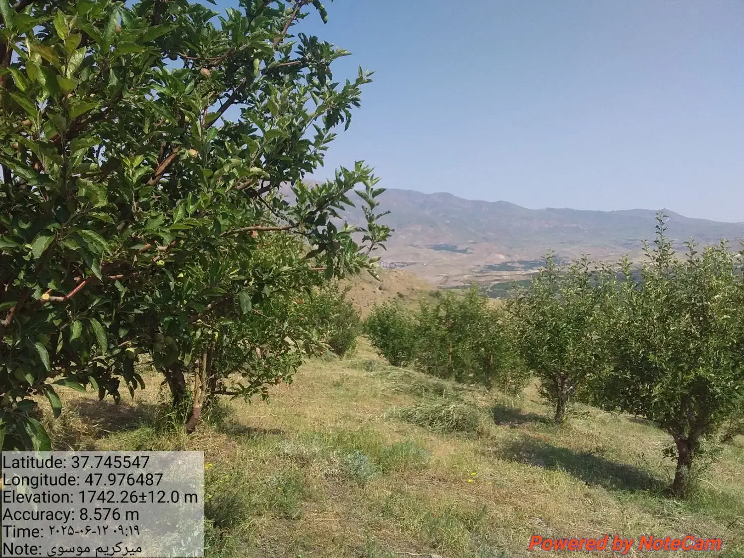 هرس کاری وطراحی فضای سبز|خدمات باغبانی و درختکاری|تبریز, |دیوار