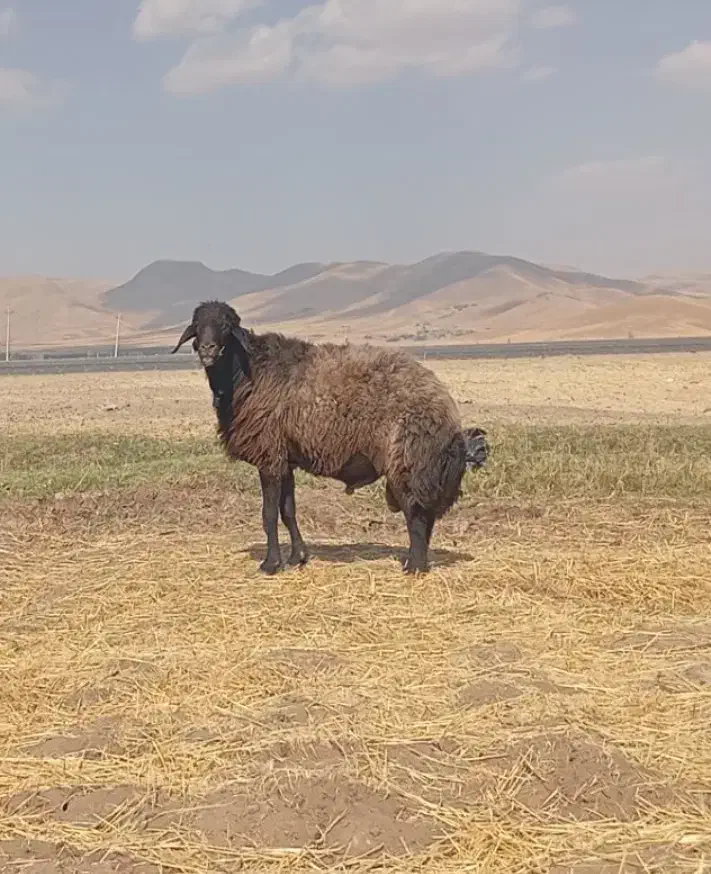 قوچ‌ هترو|حیوانات مزرعه|پیر سلیمان, |دیوار