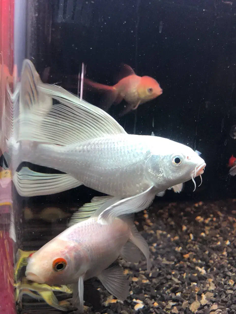 کوی آلبینو وارداتی|ماهی|اردبیل, |دیوار