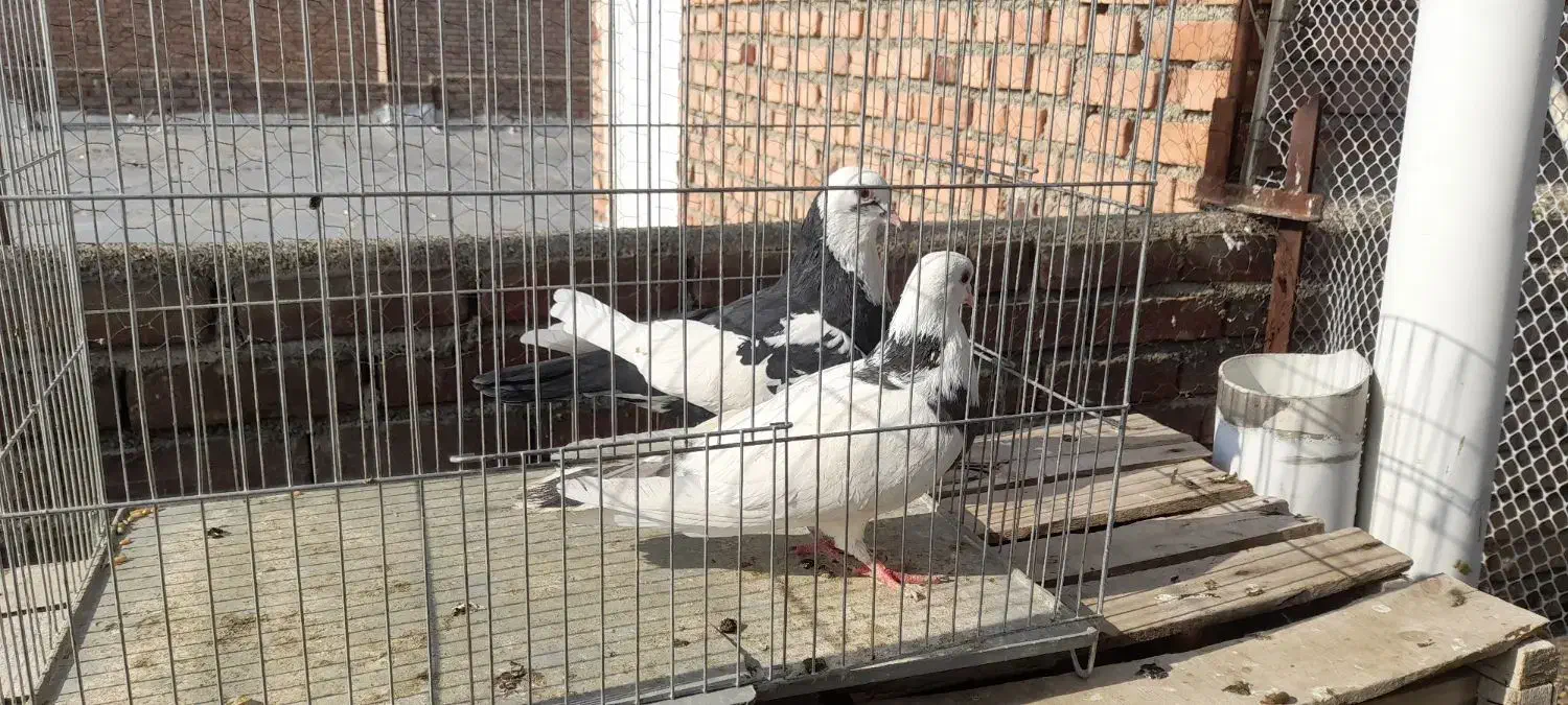 کبوتر|پرنده|محمدبار, |دیوار