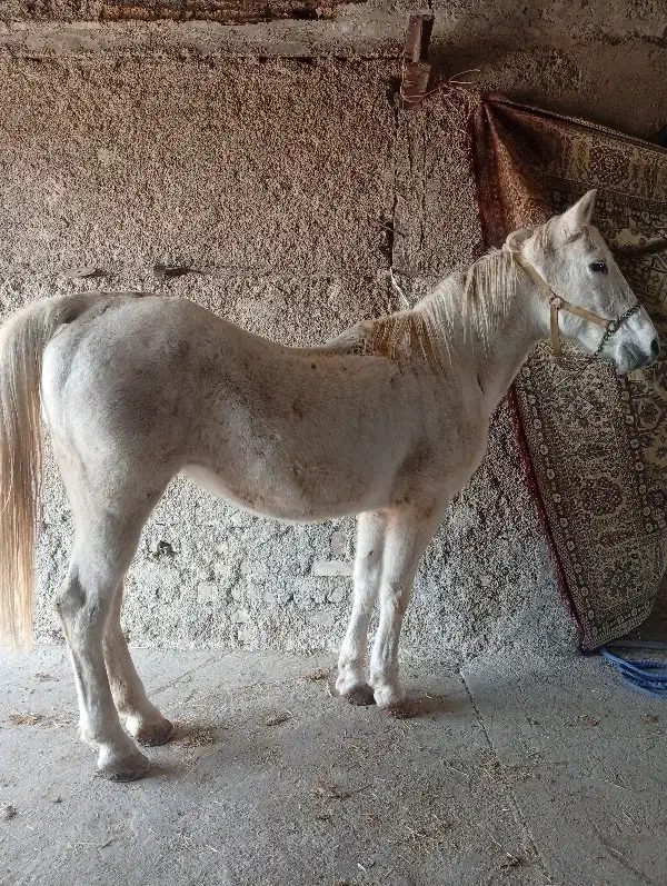 مادیان ترک قشقایی|اسب و تجهیزات اسب‌سواری|بشاریات, |دیوار