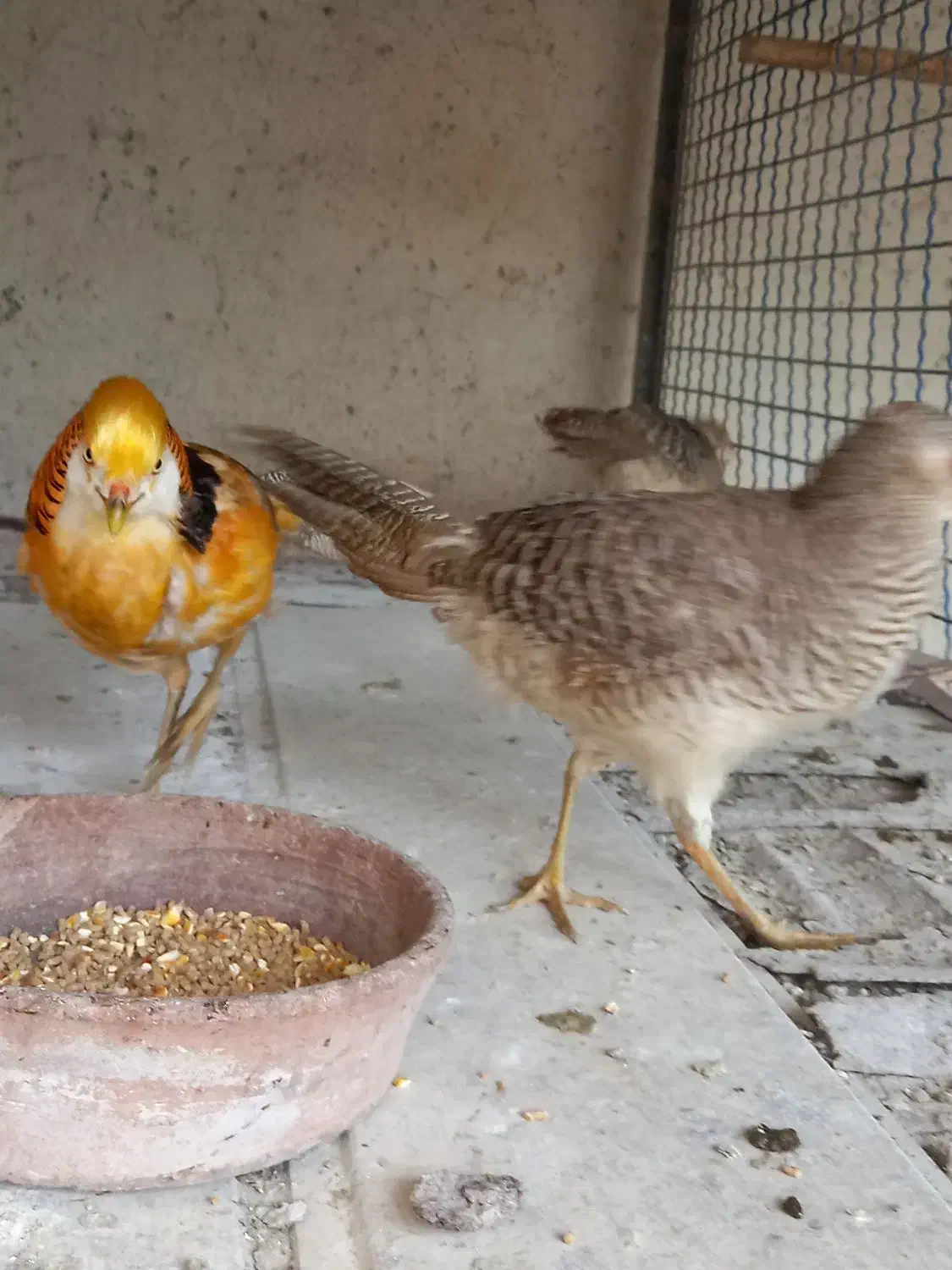 فروش طاووس و پرنده زینتی|پرنده|تهران, خلیج فارس|دیوار