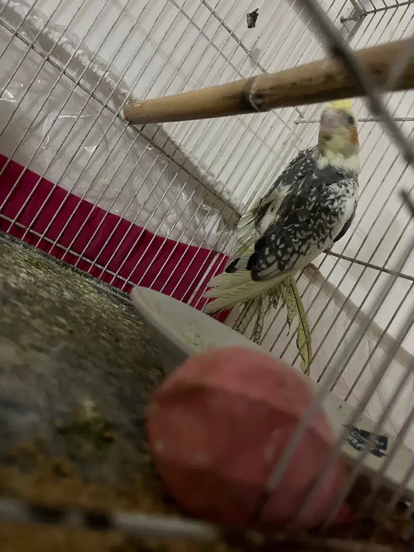 عروس هلندی|پرنده|مشهد, کوشش|دیوار