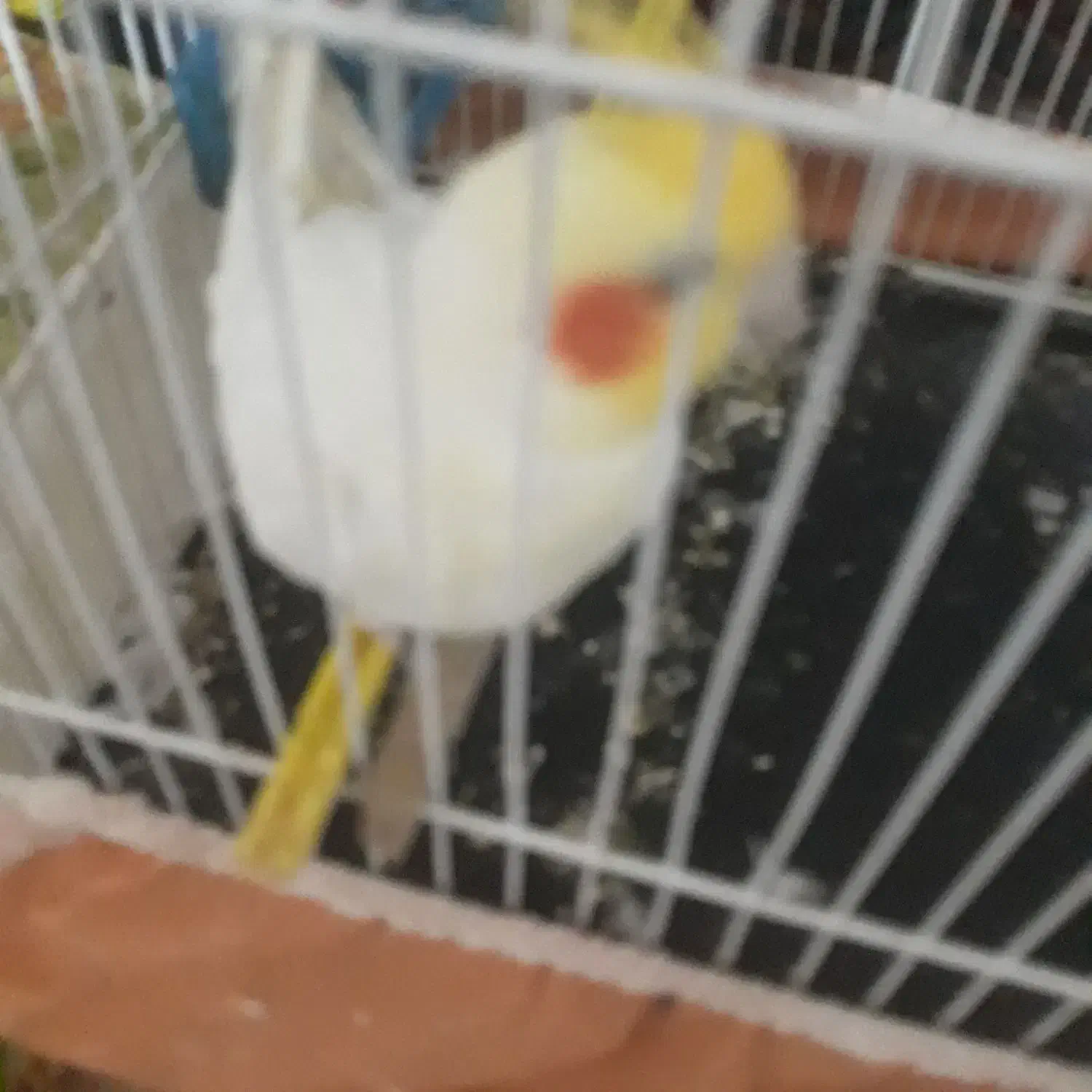 یه‌جفت‌عروس لوتینو بایه جوجه ده روزه|پرنده|جلگه رخ, |دیوار