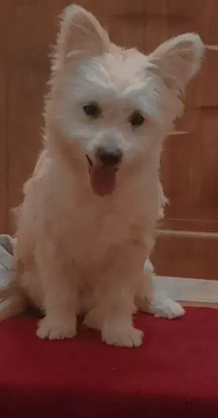 سلام گمشده محدوده اکرم آباد|حیوانات|یزد, |دیوار