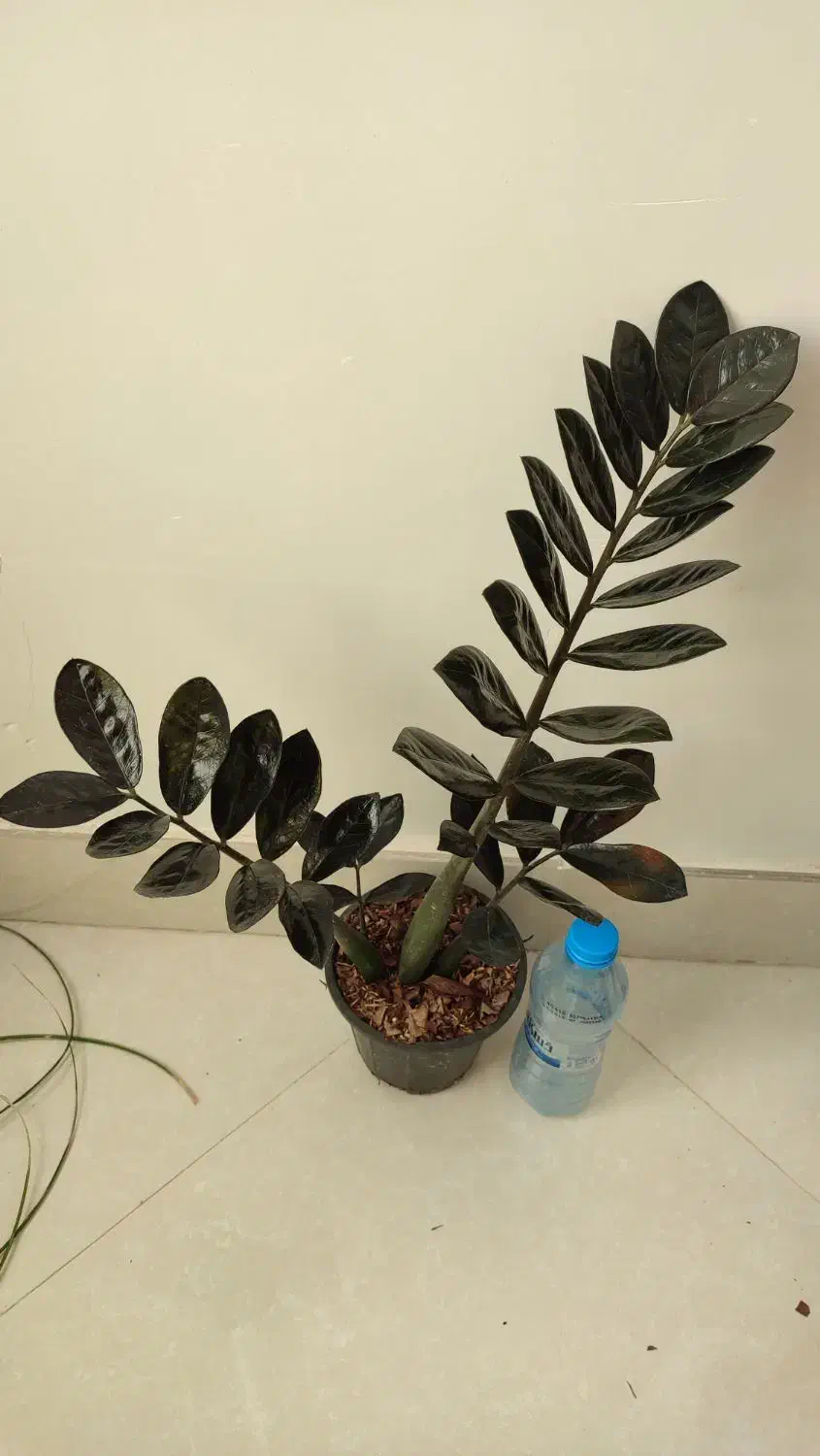 زاموفیلیا سوپر بلک|گل و گیاه طبیعی|بیرجند, |دیوار