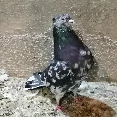 کبوتر|پرنده|قم, چهار مردان|دیوار