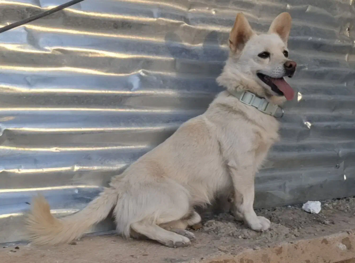 واگذاری سگ اشپیتزفقط به خانواده‌ی دلسوز|سگ|شیراز, شهرک بهشتی|دیوار