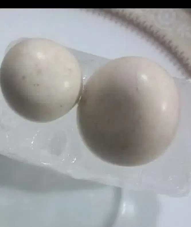 سنگ الماس اسیاب|کلکسیون اشیاء عتیقه|گناباد, |دیوار