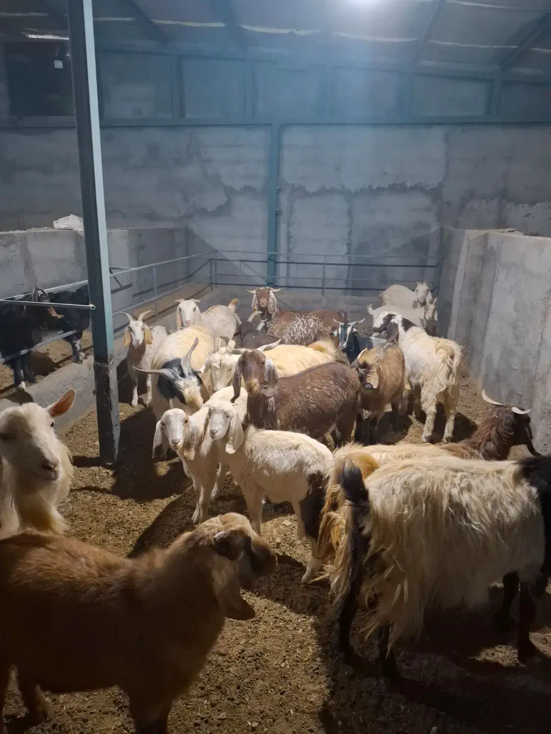 ۱۹ راس بز و بزغاله پاکستانی و ۲رگ افغانی سانن|حیوانات مزرعه|نائین, |دیوار