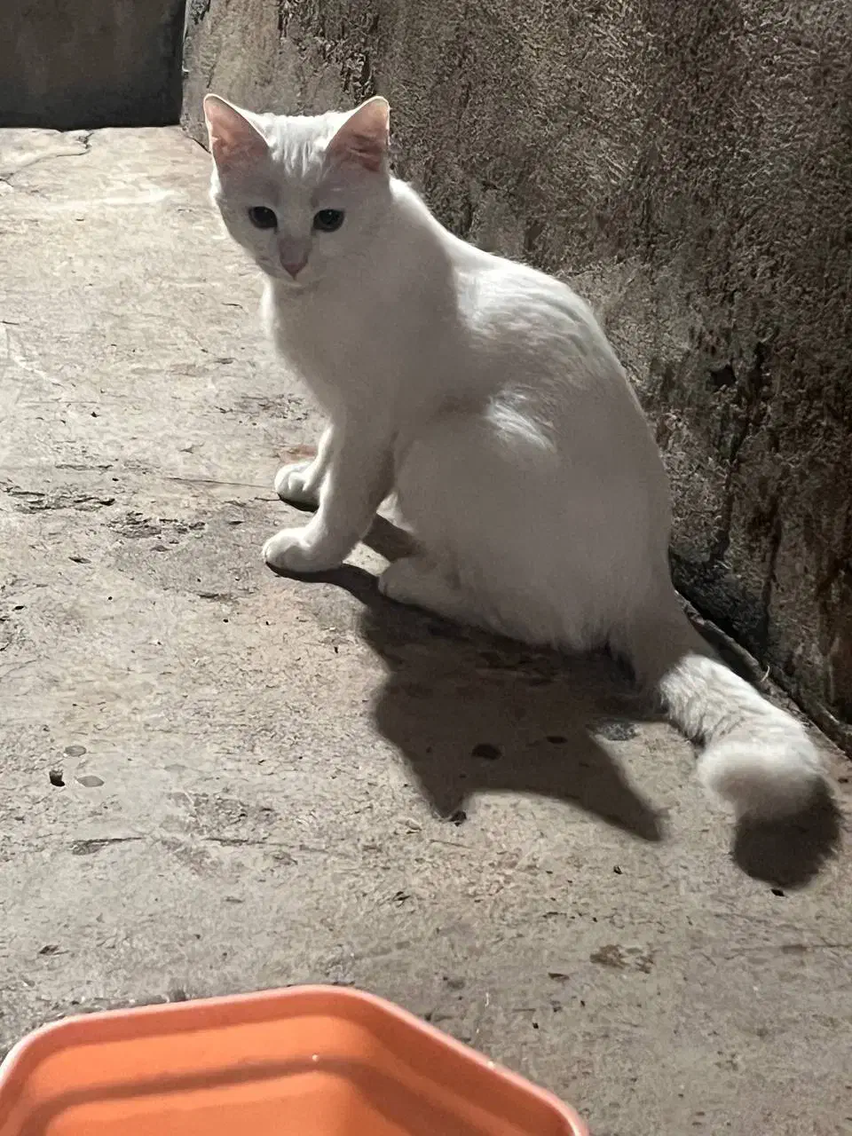 گربه برتیش واگذاری|گربه|بوکان, |دیوار