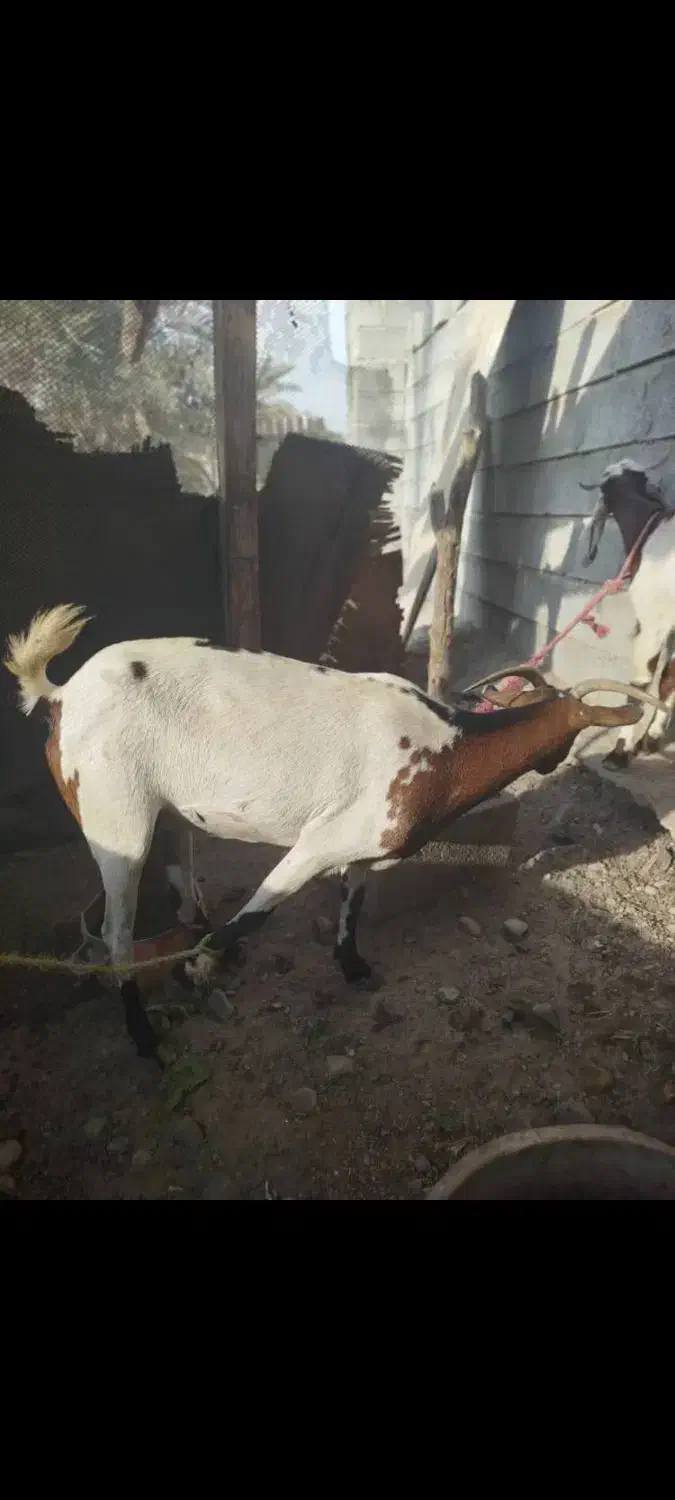 فروشی|حیوانات مزرعه|میناب, |دیوار