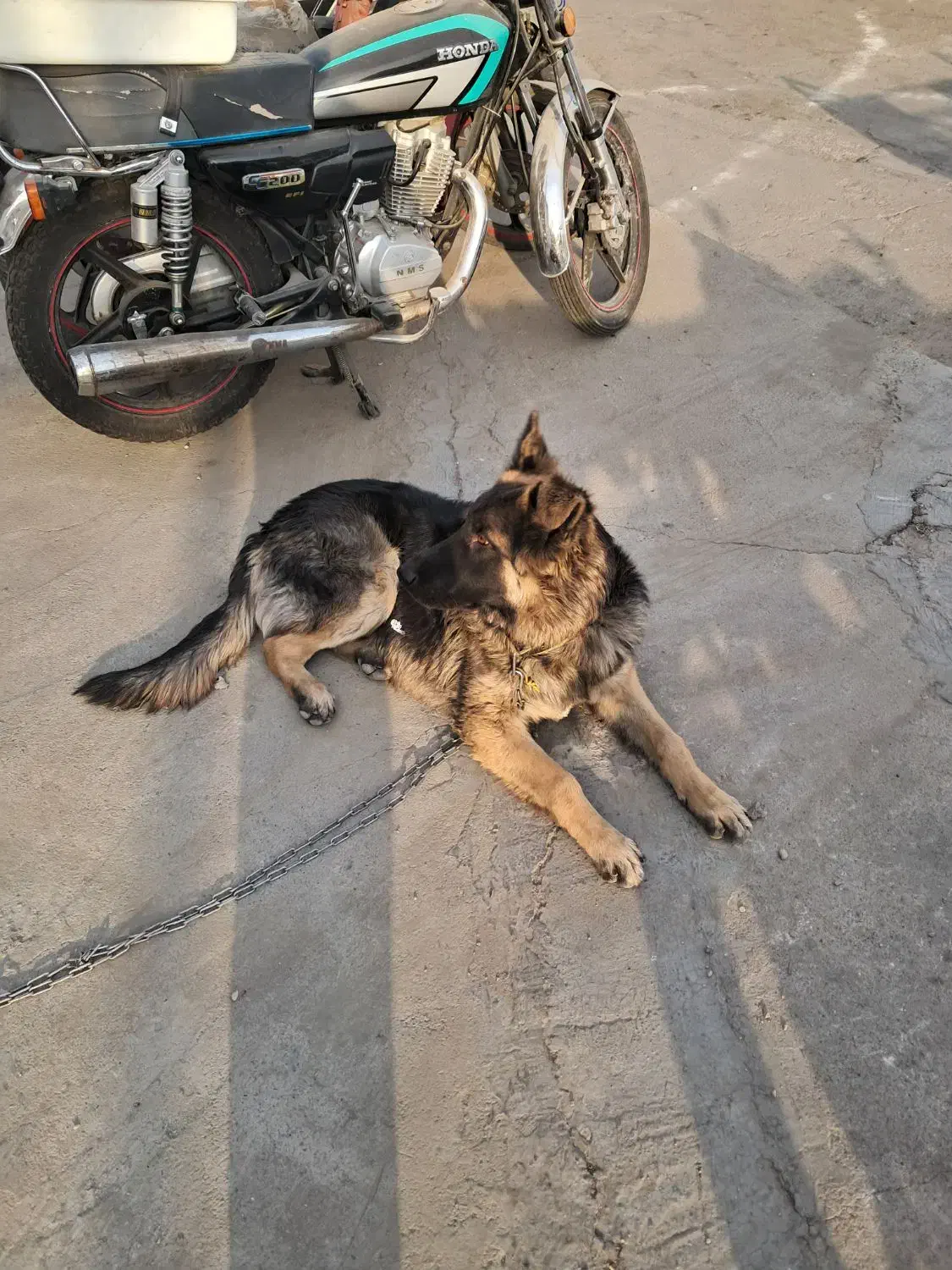 سگ ۷ ماه|سگ|فردیس, سرحدی|دیوار