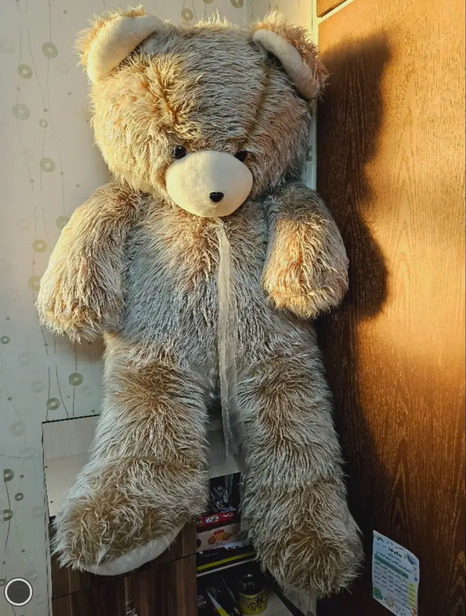 عروسک خرس|اسباب‌‌بازی|قم, هفت تیر|دیوار