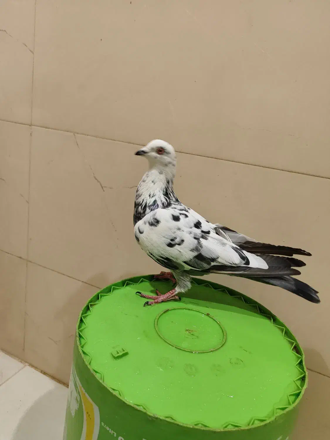 کفتر فروشی فوری|پرنده|شاهرود, |دیوار