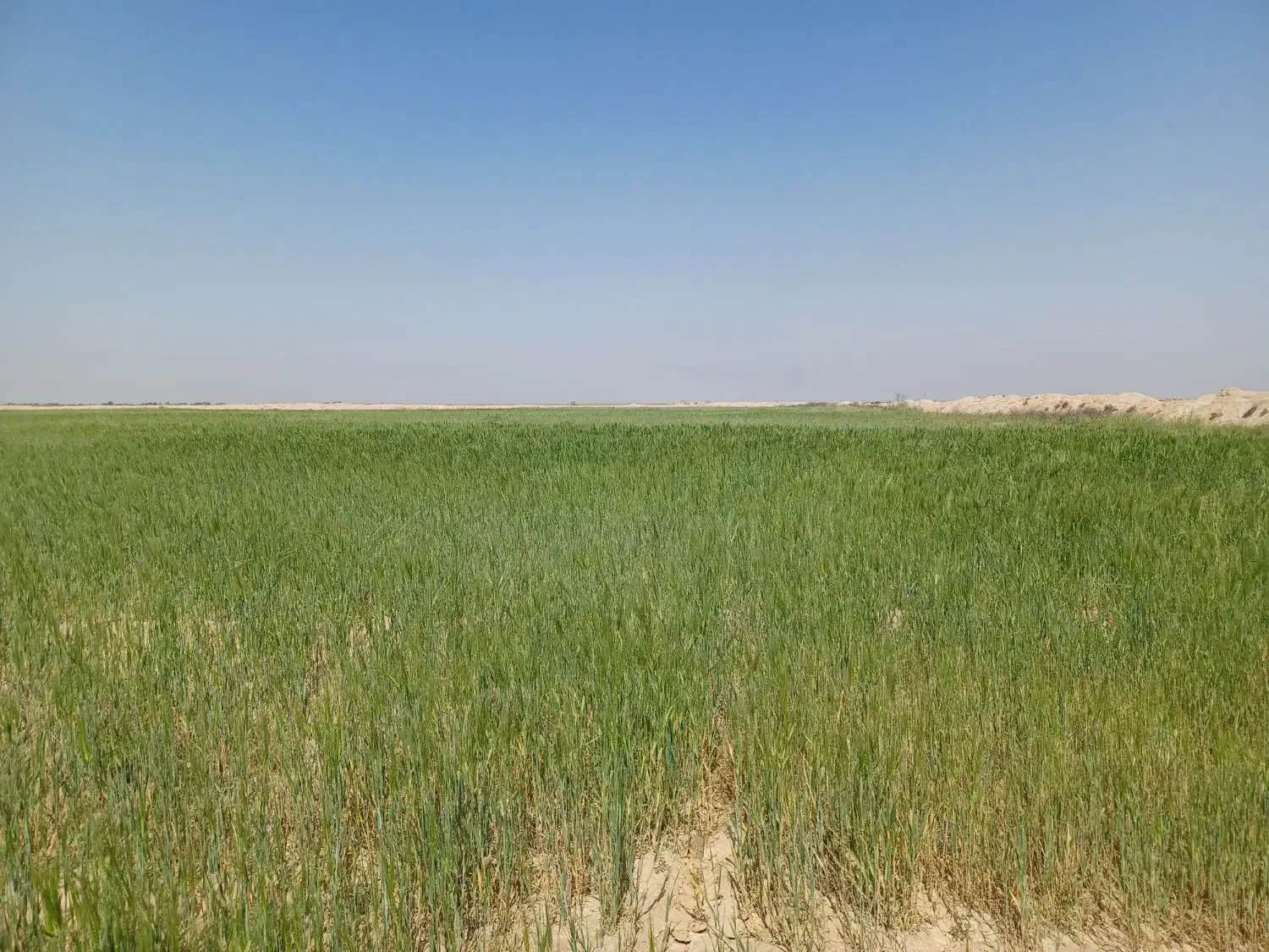 فروش زمین کشاورزی ۱۰ هکتاری آبی چهار فصل|فروش دفتر صنعتی، کشاورزی، تجاری|هندیجان, |دیوار