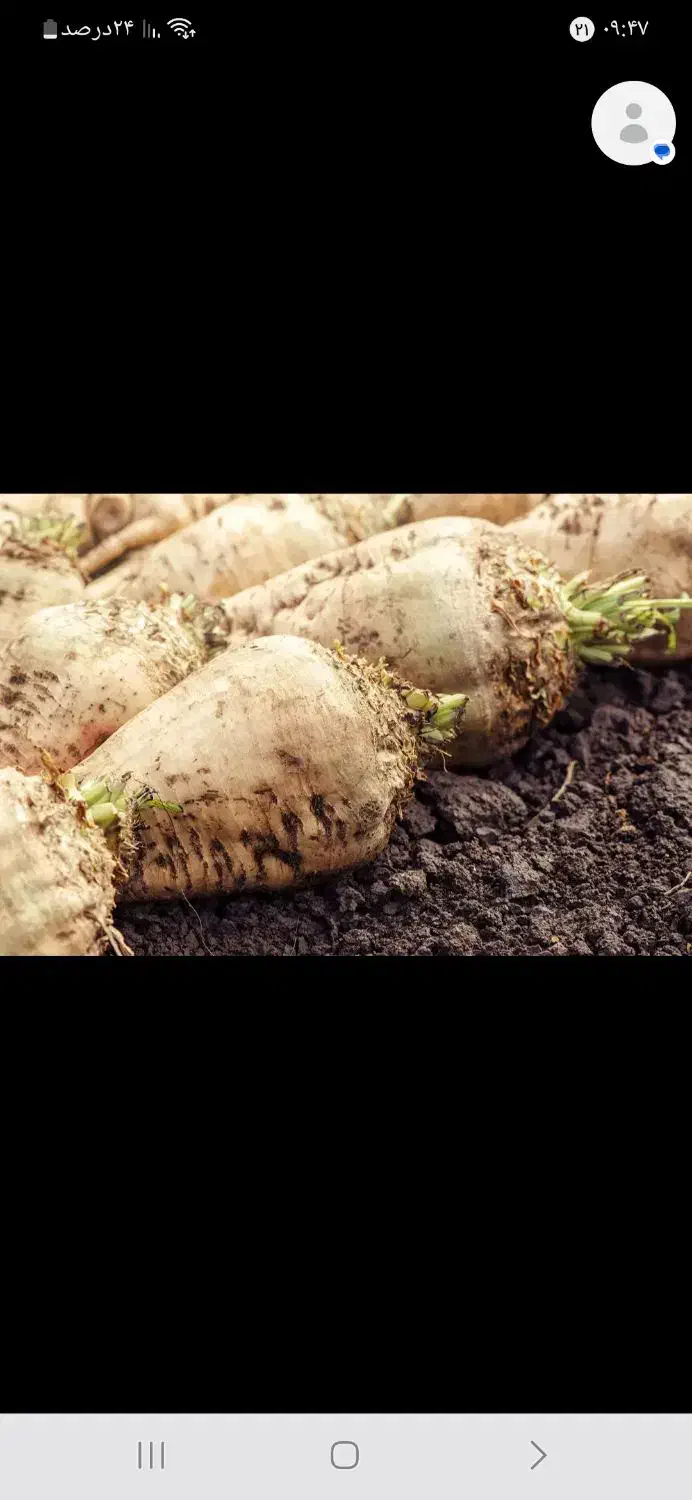 چغندر دامی|عمده‌فروشی|بشاریات, |دیوار