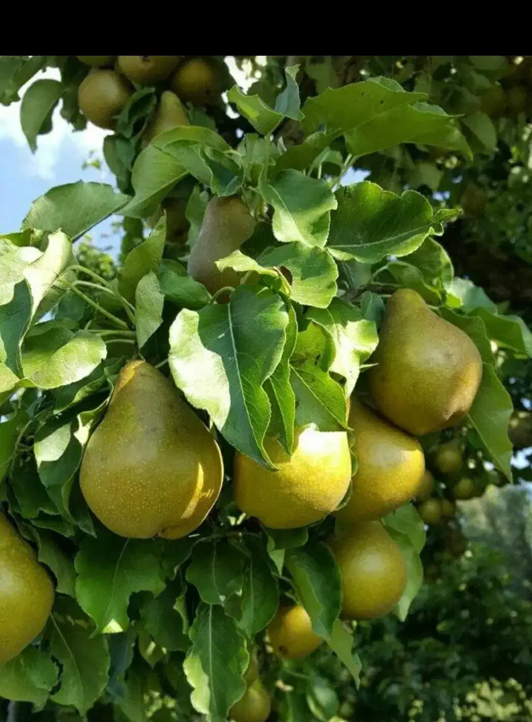 نهالستان زرینه نهال صنوبر و بادام دیر گل|خدمات باغبانی و درختکاری|لردگان, |دیوار