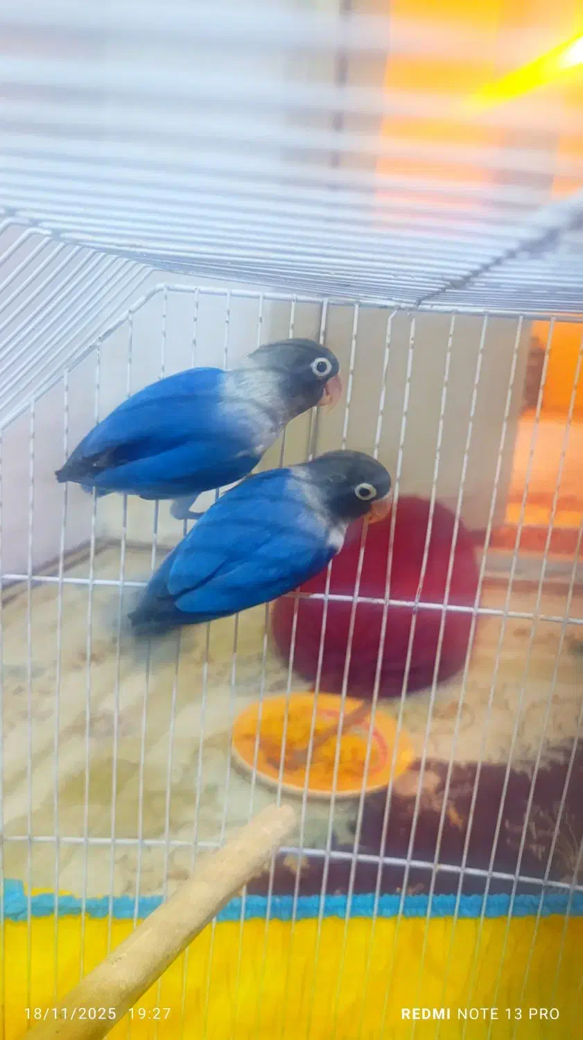 طوطی برزیلی بازیگوش|پرنده|شاهرود, |دیوار