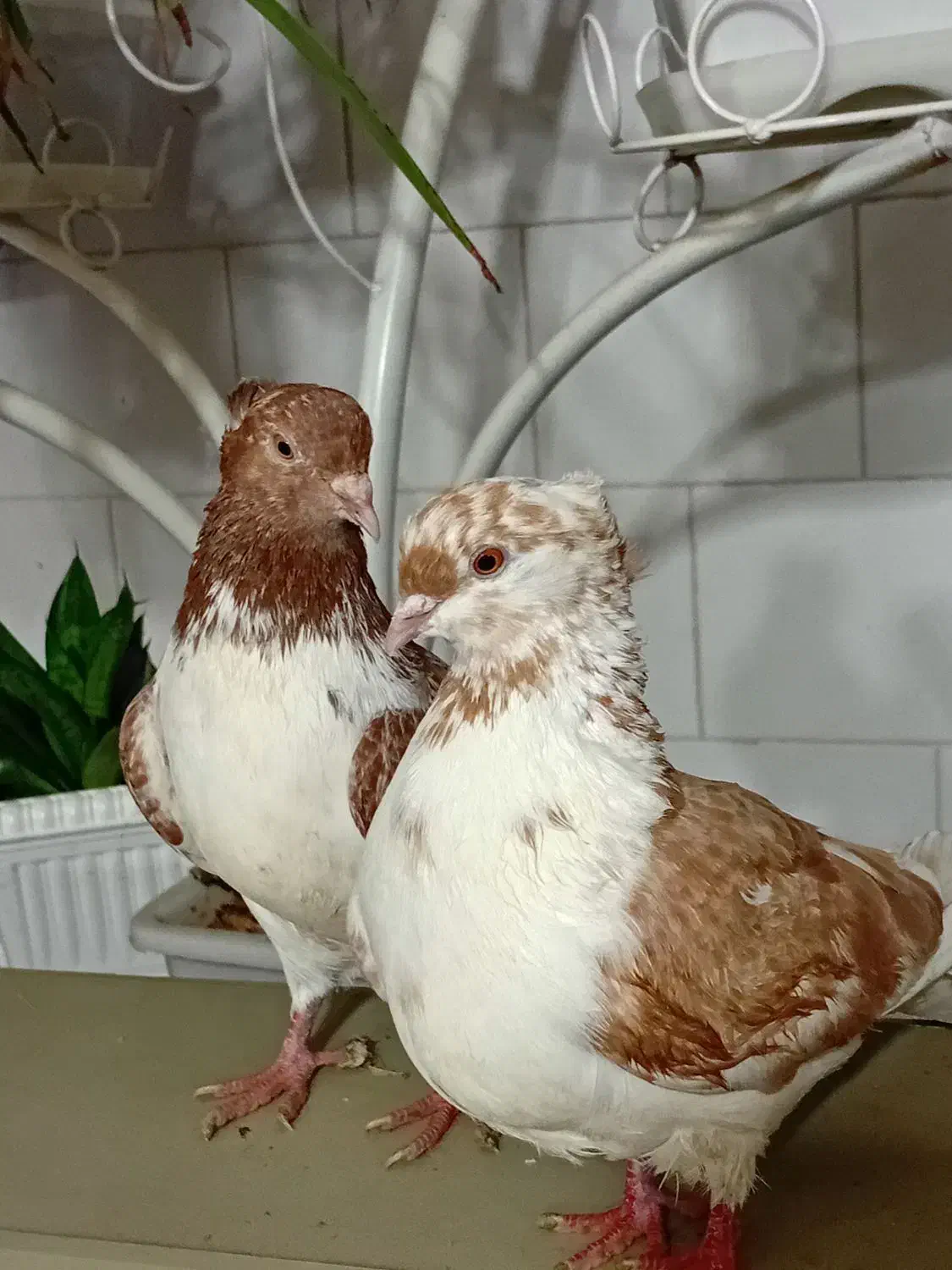 گرگی پرشی|پرنده|هشترود, |دیوار