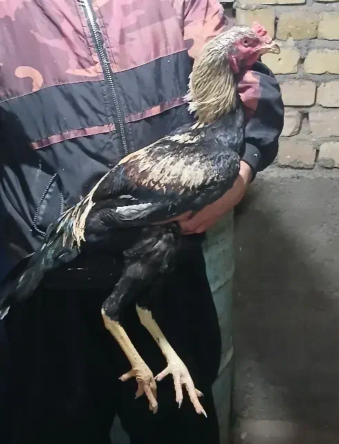 جوجه لاری|حیوانات مزرعه|قم, سالاریه|دیوار