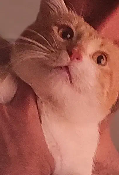 گربه گمشده|حیوانات|گرگان, |دیوار