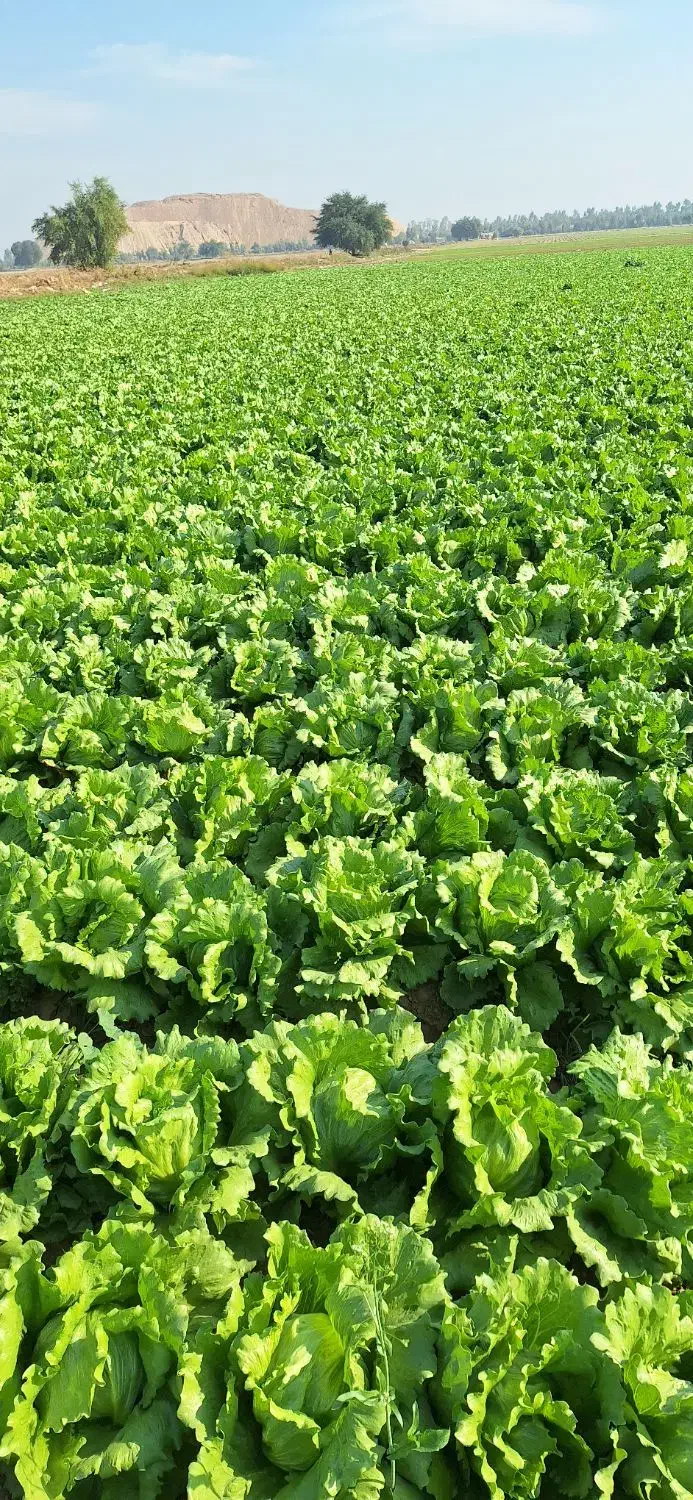 کاهو رایدرپلاس|خدمات باغبانی و درختکاری|دزفول, |دیوار