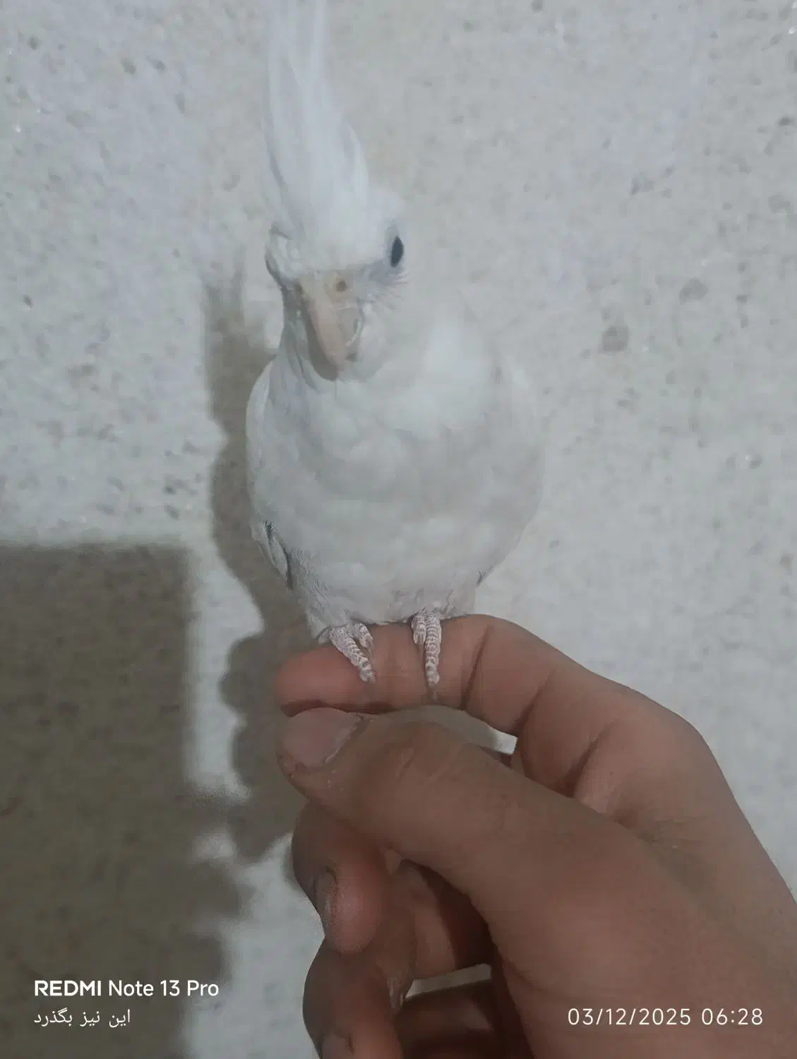 جوجه عروس|پرنده|نظرآباد, صالح آباد|دیوار