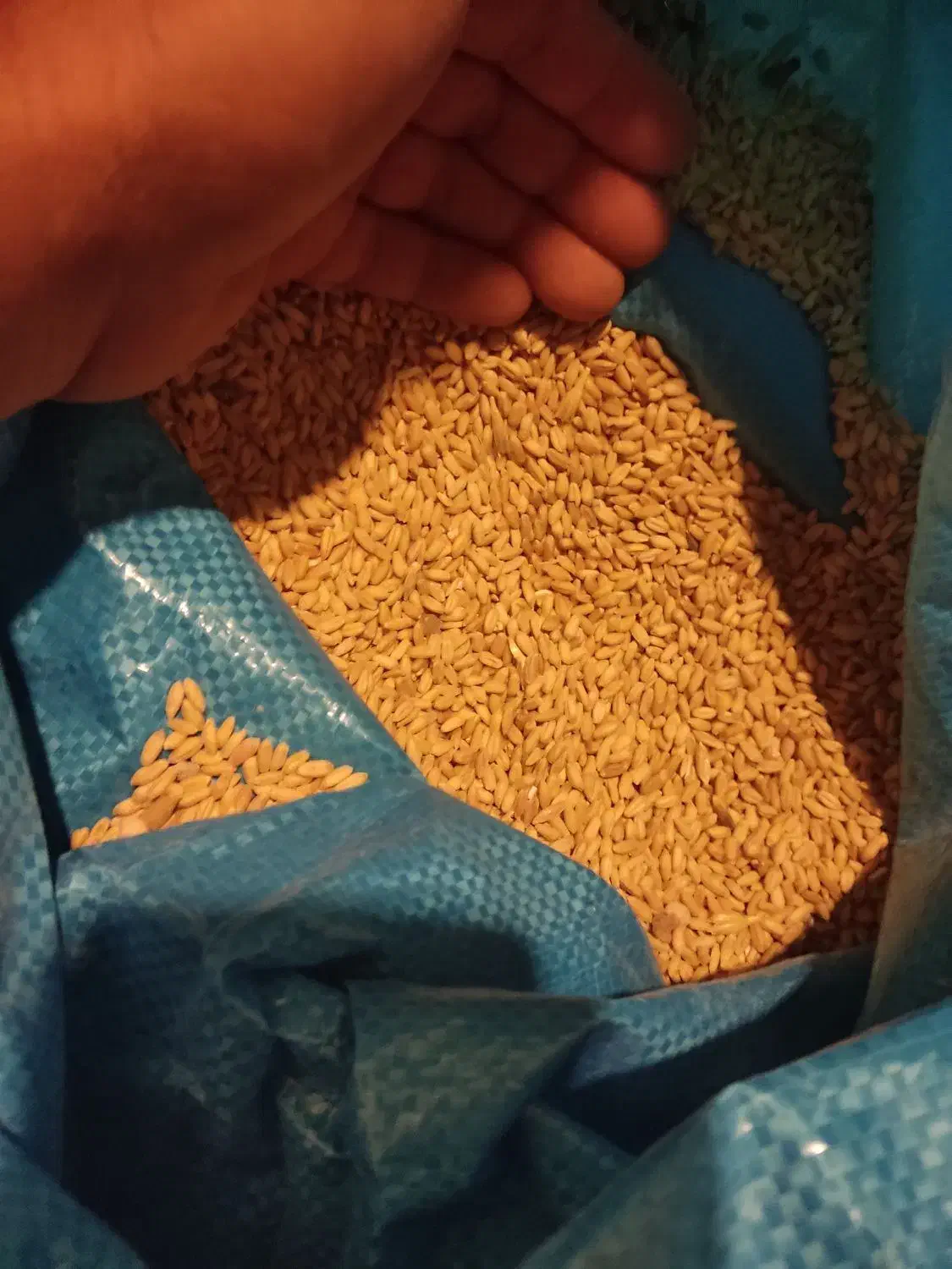 گندم بش|خوردنی و آشامیدنی|شیراز, شهرک امیر کبیر|دیوار
