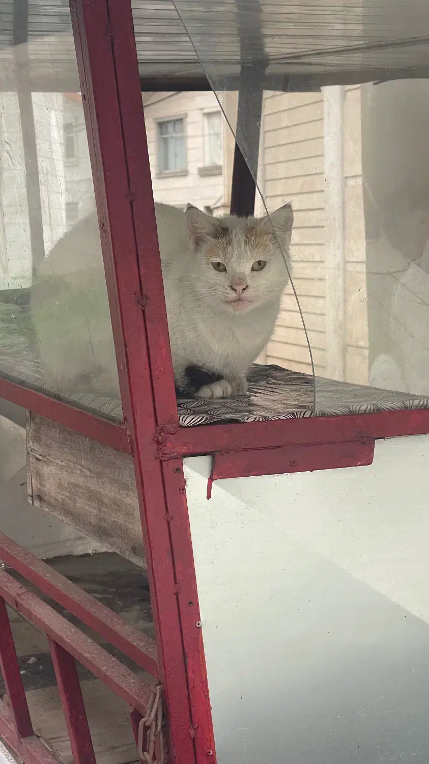 گربه|گربه|آق قلا, |دیوار