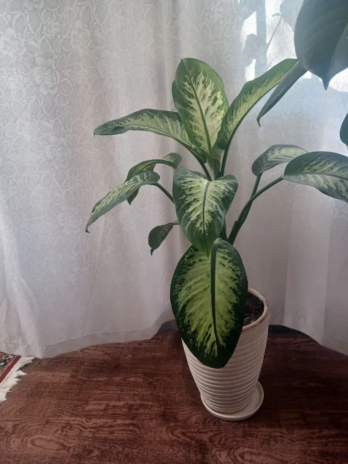 گل دیفن|گل و گیاه طبیعی|مراغه, |دیوار