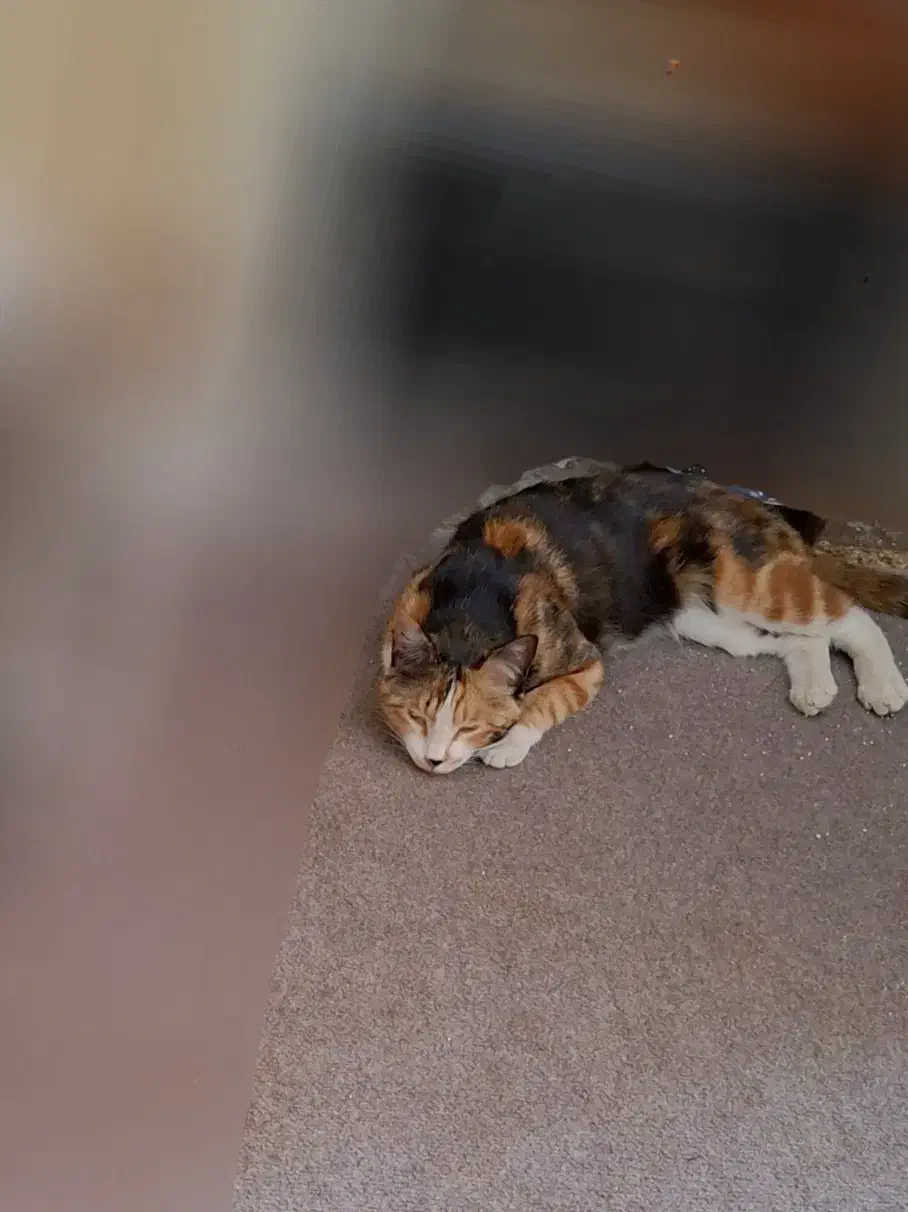 گمشده ۲۰ میلیون مژدگانی بخوانید|حیوانات|بروجرد, |دیوار